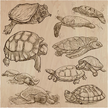 Turtles - An hand drawn vector collection. Tortoise. Set of hand drawings. Line art.