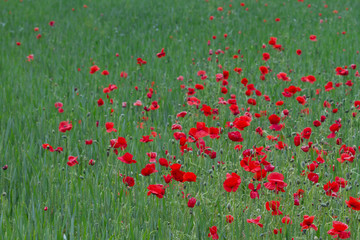 Many poppies in a field a cloudy sommer day