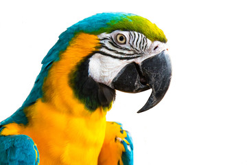 A blue and yellow macaw closeup.