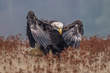 American Bald Eagle
