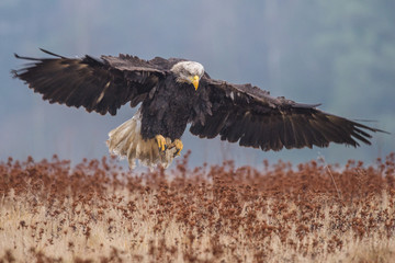American Bald Eagle