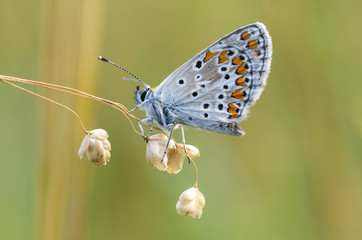 Lycaenidae butterfly sitting on grass