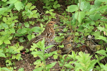 pheasant hen with chicks