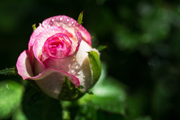 Closeup of white and pink rosebud covered with dew drops - place for text