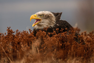 American Bald Eagle