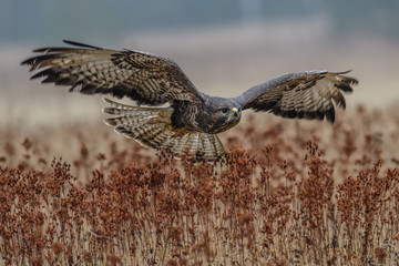 Birds of prey - flying Common Buzzard (Buteo buteo). Autumn ton the meadow. Hunting time, searching something to eat.