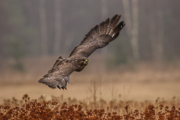 Birds of prey - flying Common Buzzard (Buteo buteo). Autumn ton the meadow. Hunting time, searching something to eat.