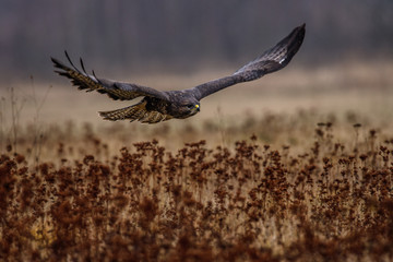 Birds of prey - flying Common Buzzard (Buteo buteo). Autumn ton the meadow. Hunting time, searching something to eat.