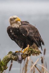 American Bald Eagle