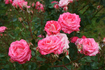 roses in the garden
