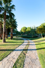 Palm trees in formal garden of summer park. Turkey