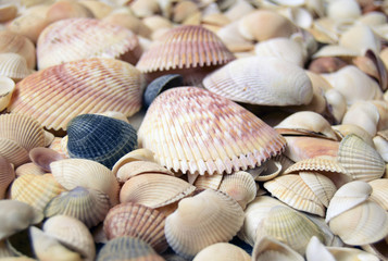 Sea cockleshells are formed of limestone. They are located on the beach..