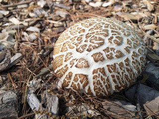 Connecticut brown mushroom texture