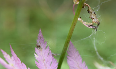 Blatt mit Spinnennetz