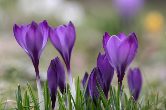 Close up of violet crocus flowers in a field