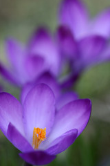 Close up of violet crocus flowers in a field