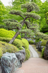 Beautiful japanese style garden with walkway and japan ancient tree at Kawaguchiko, Yamanashi.