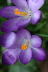 Close up of violet crocus flowers in a field