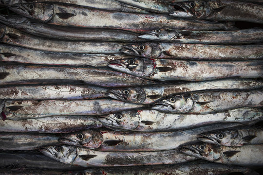 Fresh fish organized in rows on ice at a market
