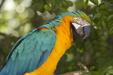 Closeup of a Macaw 