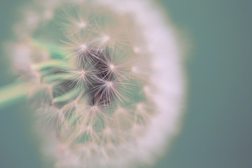 White dandelion flower close-up