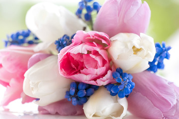 Beautiful delicate bouquet of pink and white tulips and blue muscari.