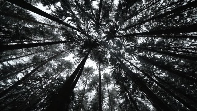 Reverse top shot - forest in winter