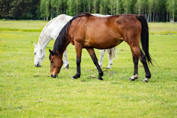 Naklejka na ściany i meble Two beautiful horses grazing on a meadow