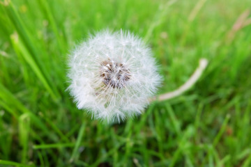 Fluffy dandelion in the grass.