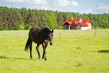 Fototapeta na wymiar Beautiful dark bay horse walking on a meadow with a house under construction in the background