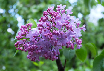 Obraz premium Flowering branches of lilac in the spring.