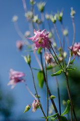 Good high columbine flowers spring outdoor growing