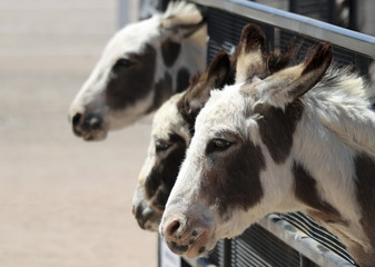 A Trio of Miniature Sicilian Donkeys in a Corral