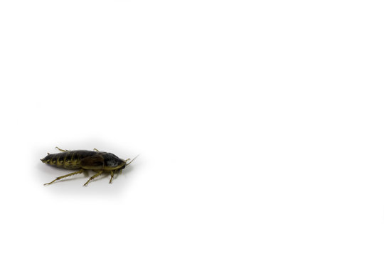 cucaracha aislada en fondo blanco