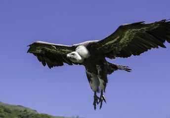 vautour volant