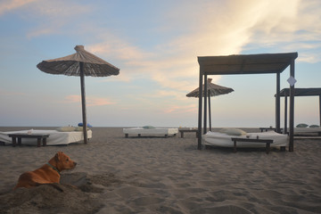 Sunset on beach with a dog - colors, beauty, nature, sand, sky, beach, staford