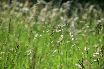 grass grows on the field