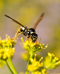 Wasp on yellow flower in nature