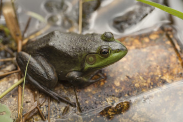 Macro of a frog in the pond.