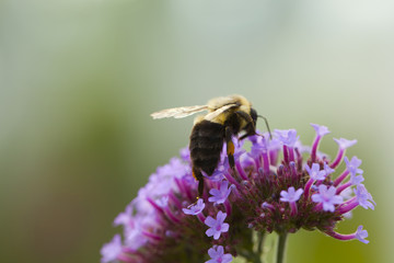 Bumblebee foraging in tiny purple flowers. Isolated on a green blurry background.