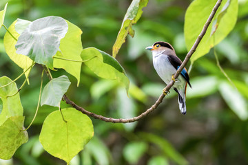 Silver-breasted Broadbill, birds standing on a branch in the nature.