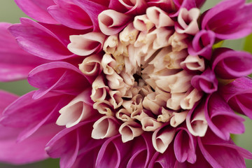Macro of a pink dahlia with a white heart.