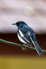 Fototapeta premium Oriental magpie-robin, bird perching on a branch, blurred background.