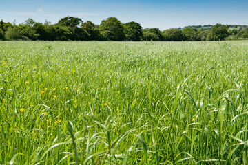 Field of long grass in English Countryside