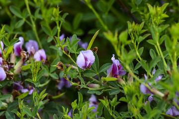 Close up on purple broom (chamaecytisus purpureus) by spring time