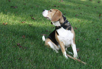 Hund macht Yoga-Beagle macht Dehnübung