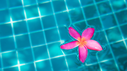 Flower in water background