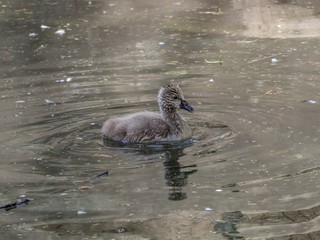 Swan Swan Swims in the Pond