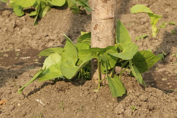 Frisch gesetzte Stangenbohnenpflanze im Nutzgarten, Kletterbohne mit Stange