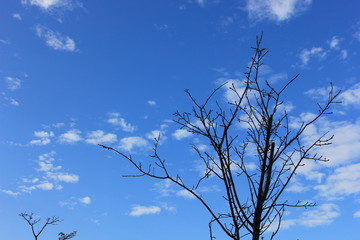 Dry tree branch and blue sky